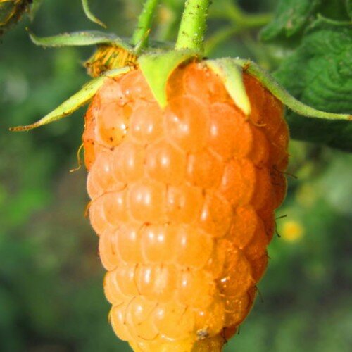 малина желтоплодная оранжевое чудо. сорт малины оранжевое чудо. малина ремонтантные сорта оранжевое чудо. малина ремонтантная оранжевая. малина ремонтантные сорта оранжевое чудо.