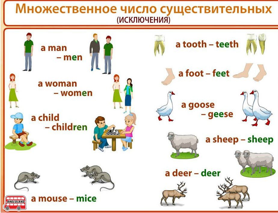 Образуй множественное число существительного. Правило множественного числа в английском языке. Правило англ яз множественное число. Множественное число имен существительных правило английский. Множественное число существительных исключения англ яз.