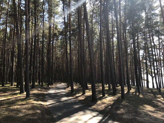Волшебный лес. Pine trees. А справа - the Baltic Sea. 6 May, 2018