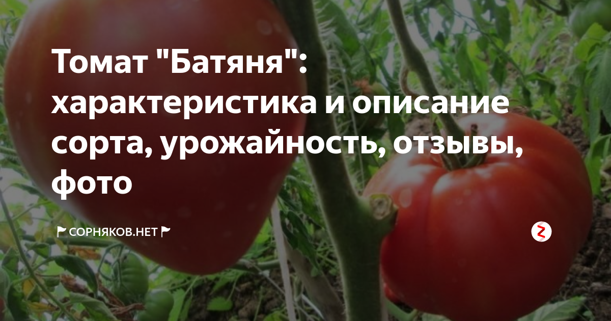 Помидоры батяня описание сорта фото: найдено 89 изображений