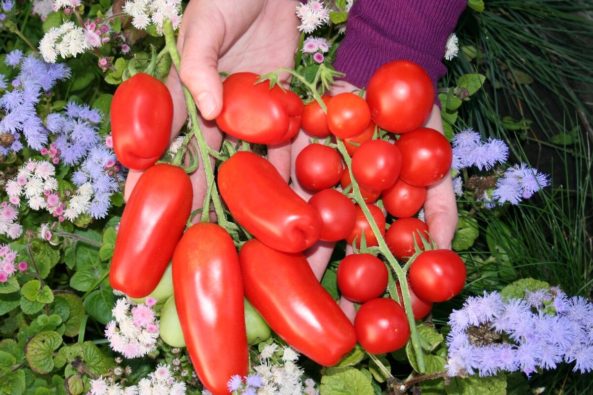 Купить семена томата огородник. Дача с Виталием Декабревым помидоры.