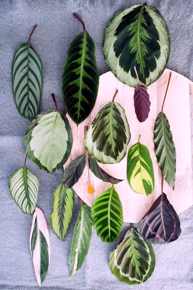 Калатея Макоя Calathea makoyana