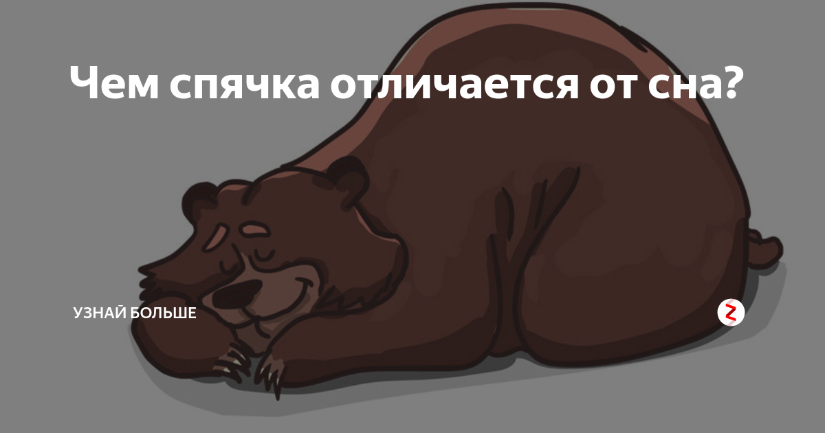 Яой спячка. Россия это спящий медведь.