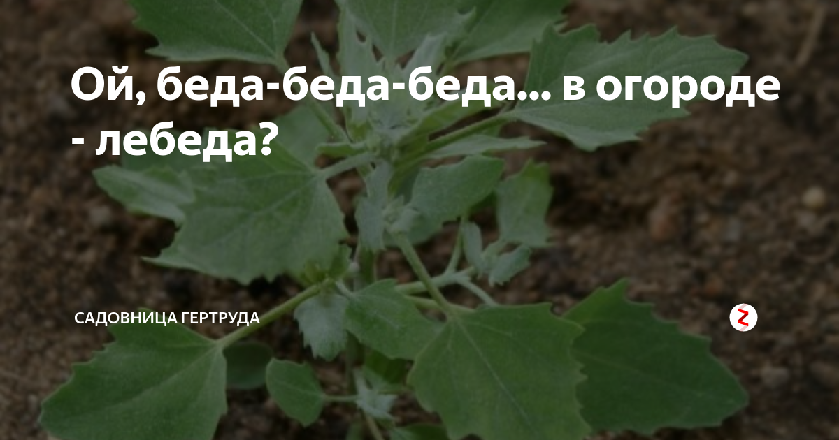 Песня ой крапива лебеда. Беда беда в огороде лебеда. Да да да в огороде лебеда. Беда беда в огороде лебеда текст. Частушки Ой беда беда в огороде.
