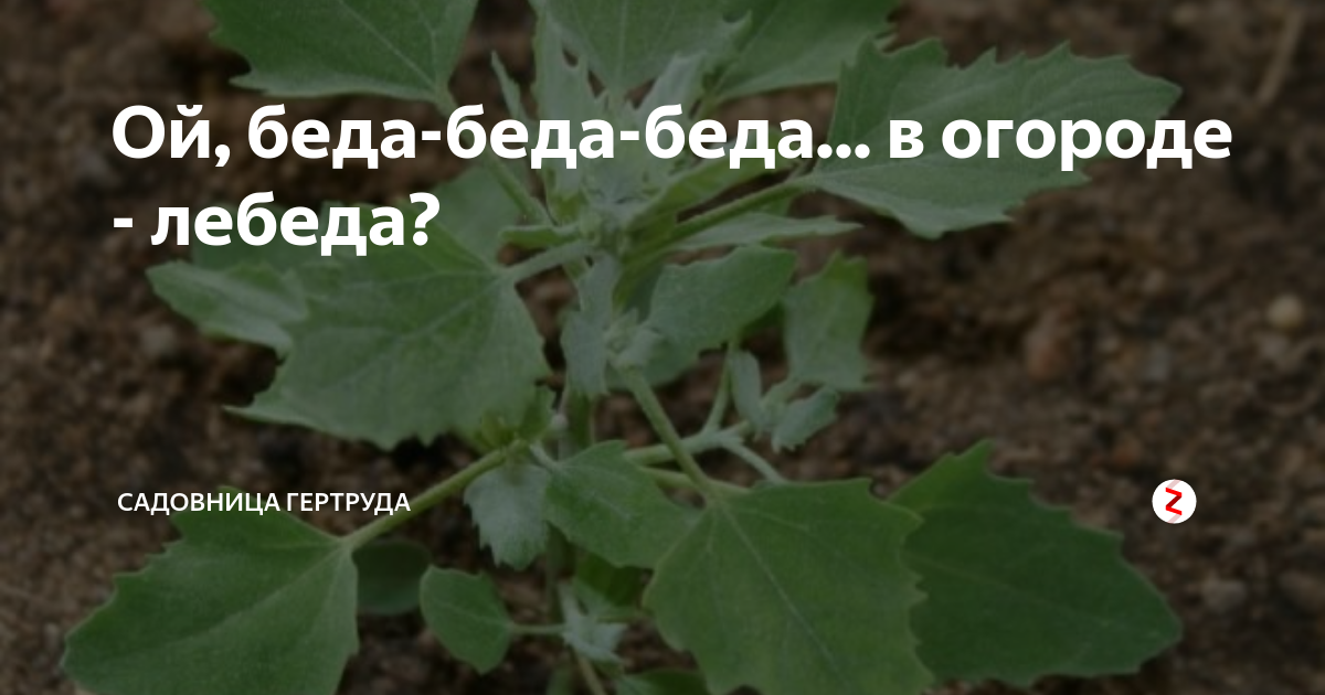 Минус песни беда беда. Ой беда в огороде лебеда. В огороде лебеда песня. Беда беда в огороде лебеда текст. Частушки Ой беда беда в огороде лебеда.