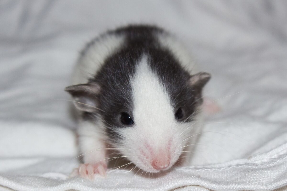 Сколько длится период вынашивания у беременной крысы: интересные факты