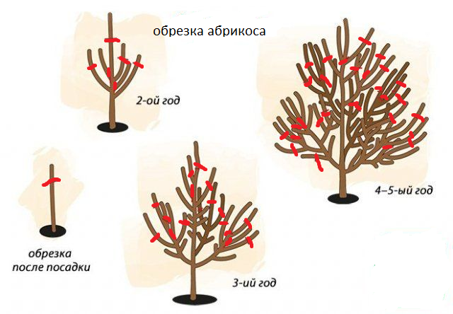 Как обрезать абрикос весной для начинающих схемы с подробным описанием
