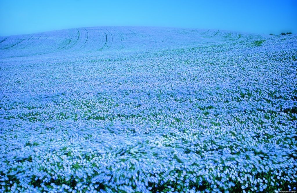 Поля цветущего льна