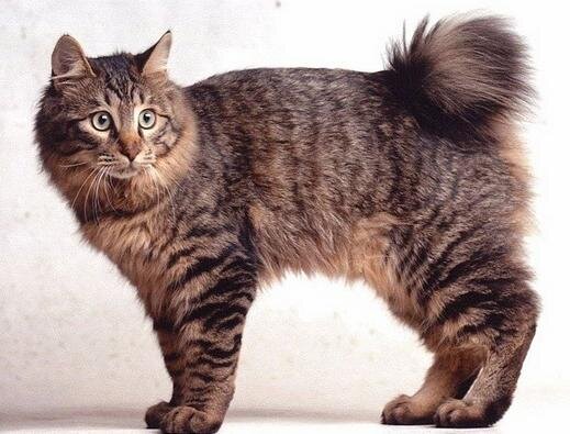 Порода пикси-боб - фото Домашние птицы, Милые котики, Котята