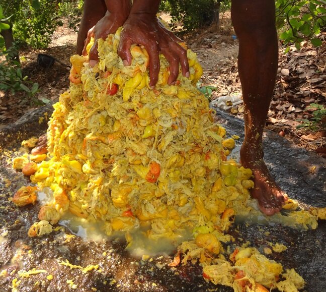 Выгонка сока из яблок кешью. Неприятно, но надо.
