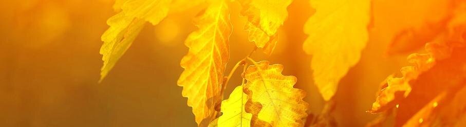 8 октября вся православная церковь чтит память Сергия Радонежского