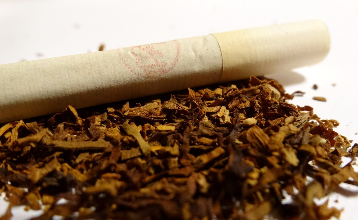Крепкие сигареты цена. Сирийские сигареты. Крепкие сигареты. Сирийский табак. Сирийские сигары.
