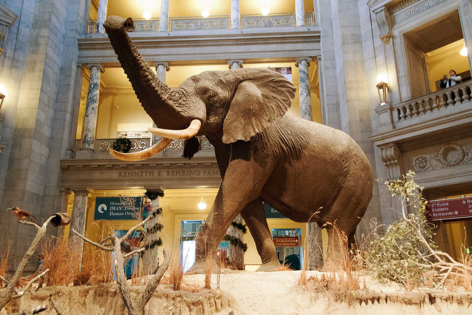 https://www.getyourguide.ru/smithsonian-national-museum-of-natural-history-l3665/walking-tours-tc3/