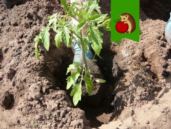 Крапива для томатов - лучший "друг" и помощник