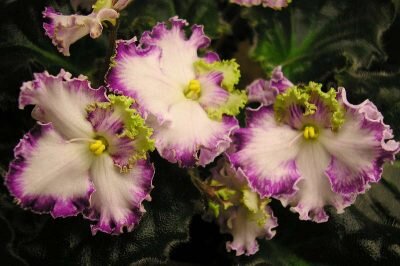 Дейкун, или золушкин сон относится к роду гибридных сенполий. Имеет темные блестящие листья, с багровой оборотной стороной. Цветочки кремово-белые, махровые, собраны в розетку. Лепестки чаще всего двухцветные, окаймлены бахромой. Цветение частое и обильное.