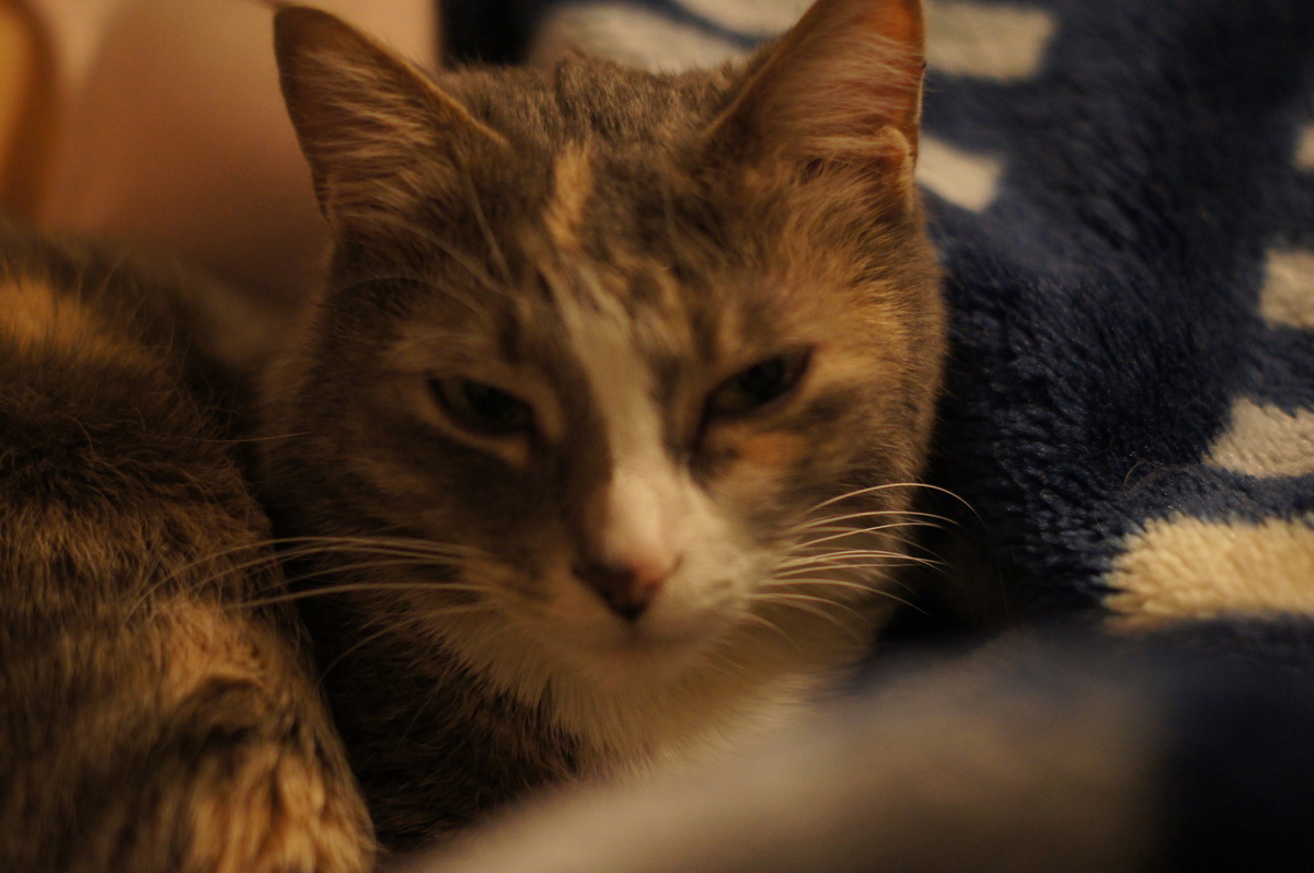 То, что котов в одной семье может быть больше одного, я раньше не могла и подумать. В нашей семье, сколько я помню себя, всегда жили животные. Но они всегда жили по очереди. Когда кто-то из домашних питомцев «уходил» в мир иной, только тогда появлялся новый член семьи.