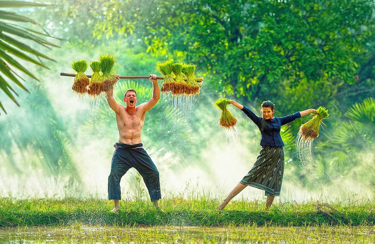 На Бали можно собирать рис