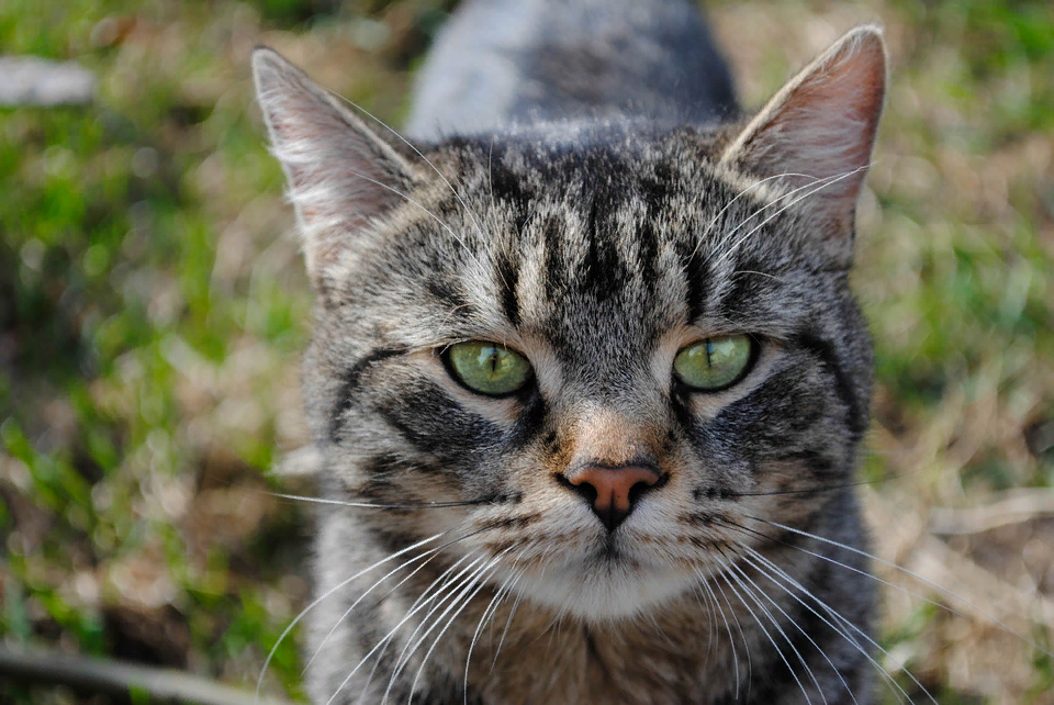 Из поиска Яндекс