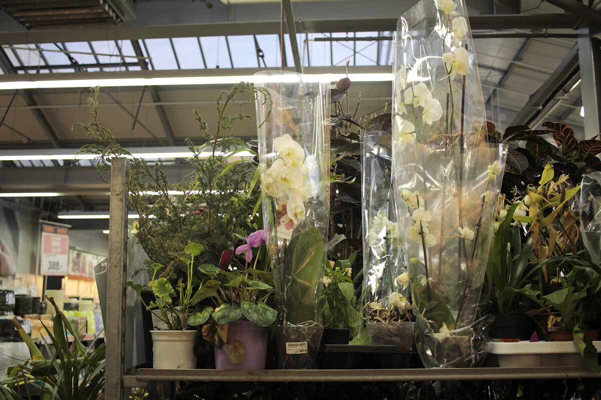 Орхидеи уценка. Новая уценка орхидей. Комнатные растения уценка. Цветочки по уценке. Уцененные растения форум.