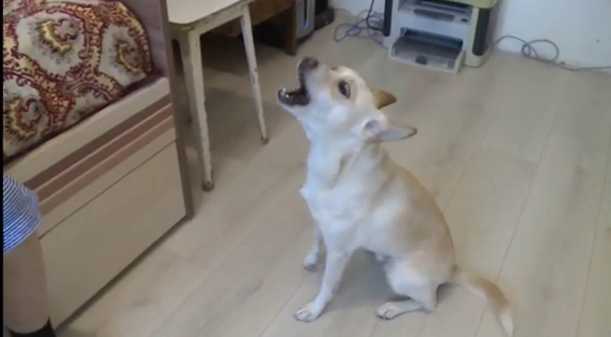 Кадр видео youtube.com/Вся Уфа