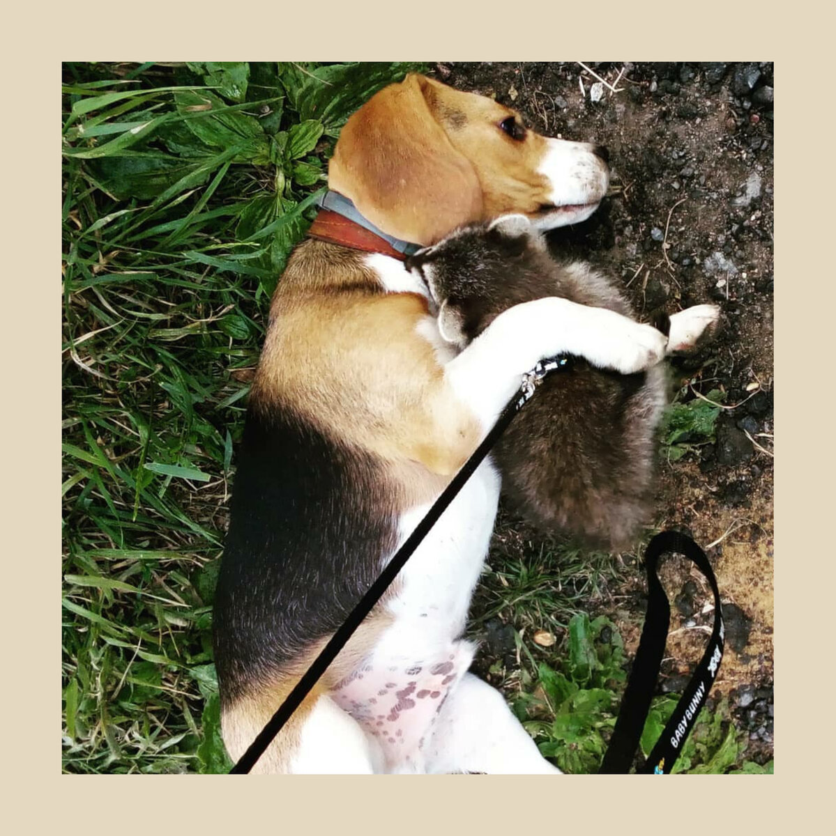 Первая встреча бигля и Енота