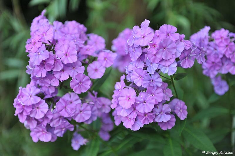 Флокс Ночка