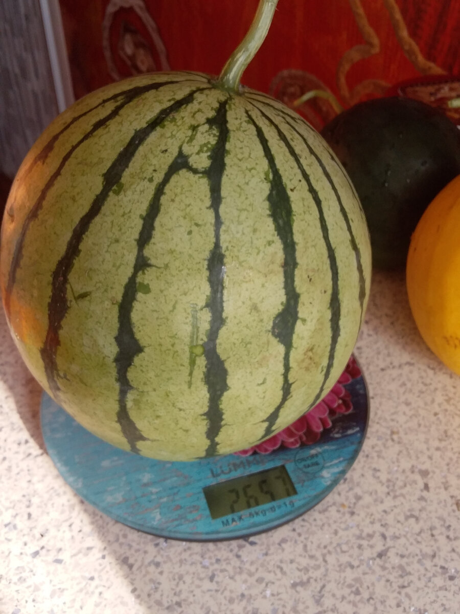 Вес 2657г, маловато, но неплохо для такой погоды