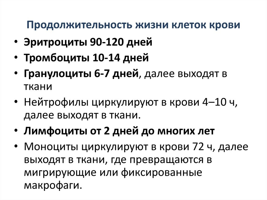 1 из 1Продолжительность жизни различных клеток 