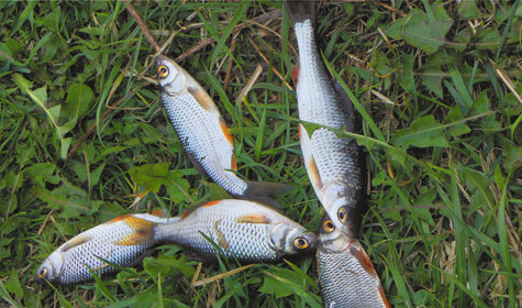 Может ли плотва клевать на блесну. Улов крупной плотвы. Ловля плотвы летом на поплавочную удочку. Плотва летом. Плотва 1 кг.