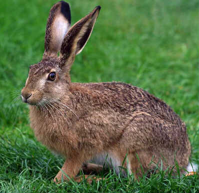 Заяц русак летом. Из источников в свободном доступе