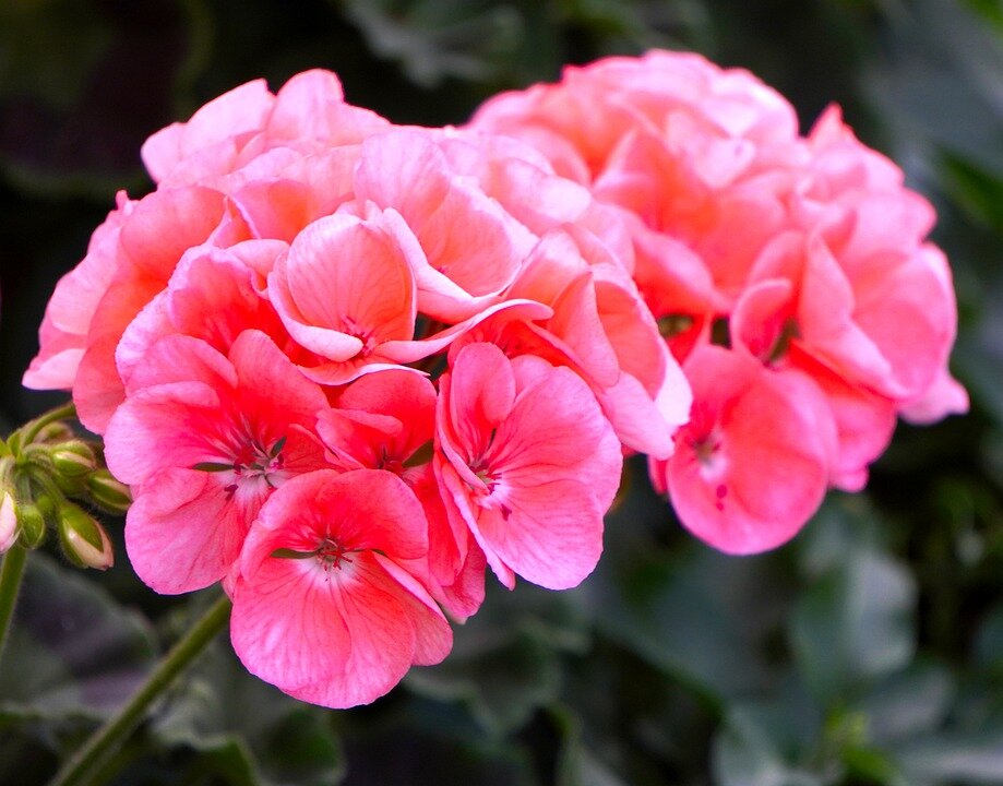 https://pixabay.com/ru/photos/герань-цвести-розовый-цветы-4434765/