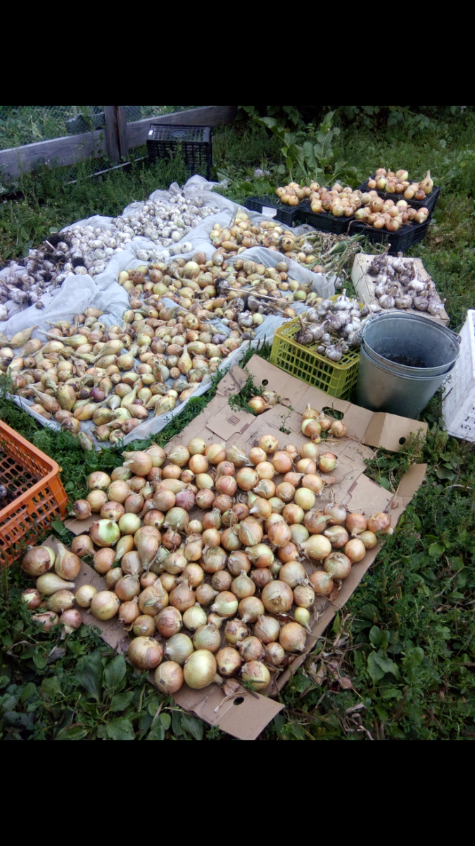 Урожай летнего лука