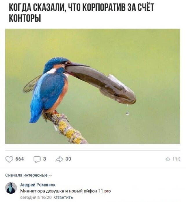 анвико окна