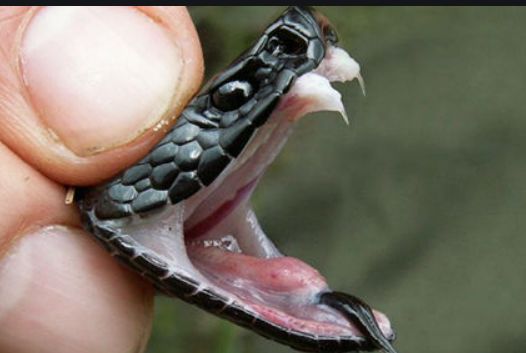 фото obozrevatel.com/news/2009/7/9/311739.htm