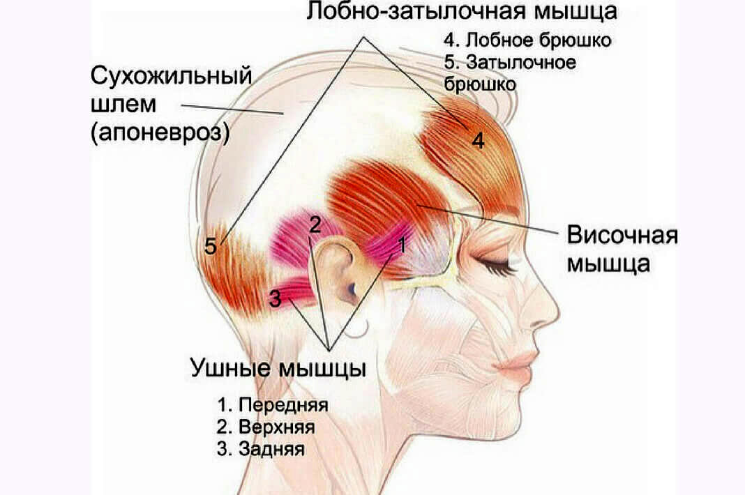 делайте массаж апоневроза головы - правильно!