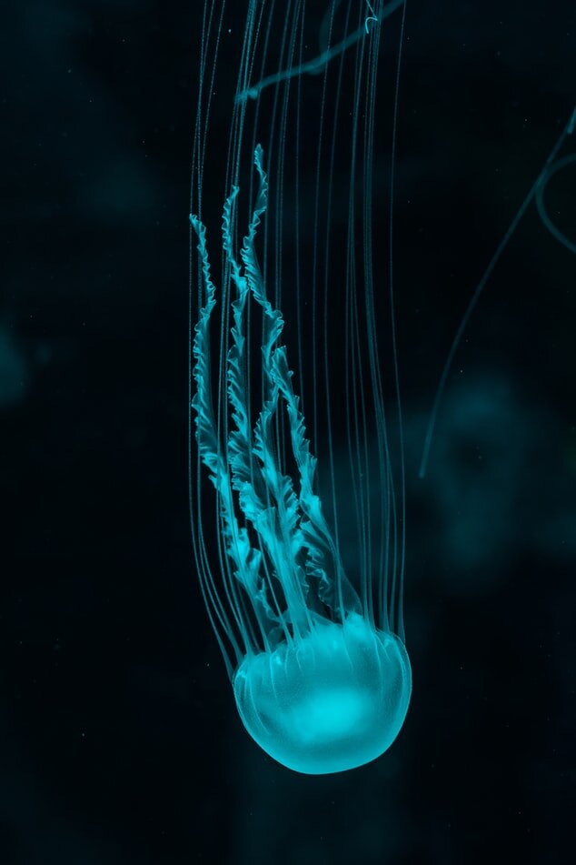 Источник: images.unsplash.com/photo-1545537619-3b5475acd977?ixlib=rb-1.2.1&ixid=eyJhcHBfaWQiOjEyMDd9&auto=format&fit=crop&w=634&q=80