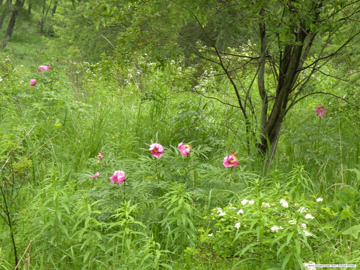 Цветёт марьин корень. Фото: Алексея Полтева.