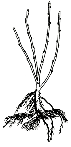 Качественный саженец черной смородины