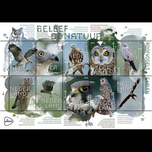 Birds of Prey and Owls