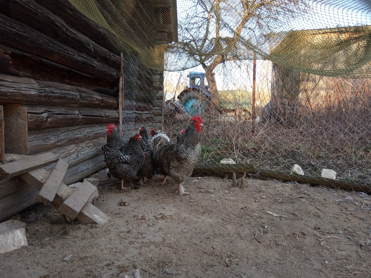 Одна часть нашего хозяйства 