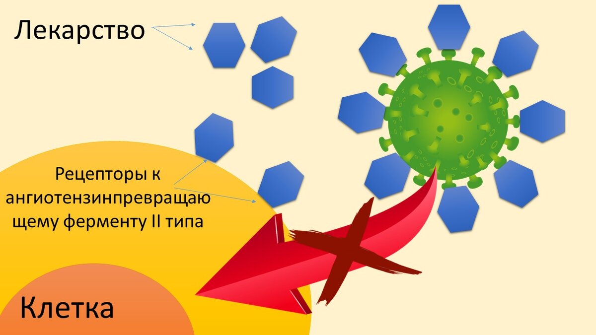 Растворимы рецепторы в составе лекарства блокируют коронавирус, и он после этого не может проникнуть внутрь клетки