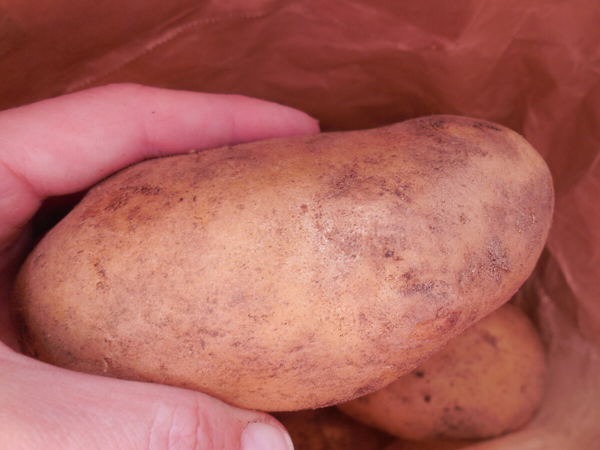 Выбор картошки на посадку. У меня только такая. Это не лучший вариант. Нужно с ростками...