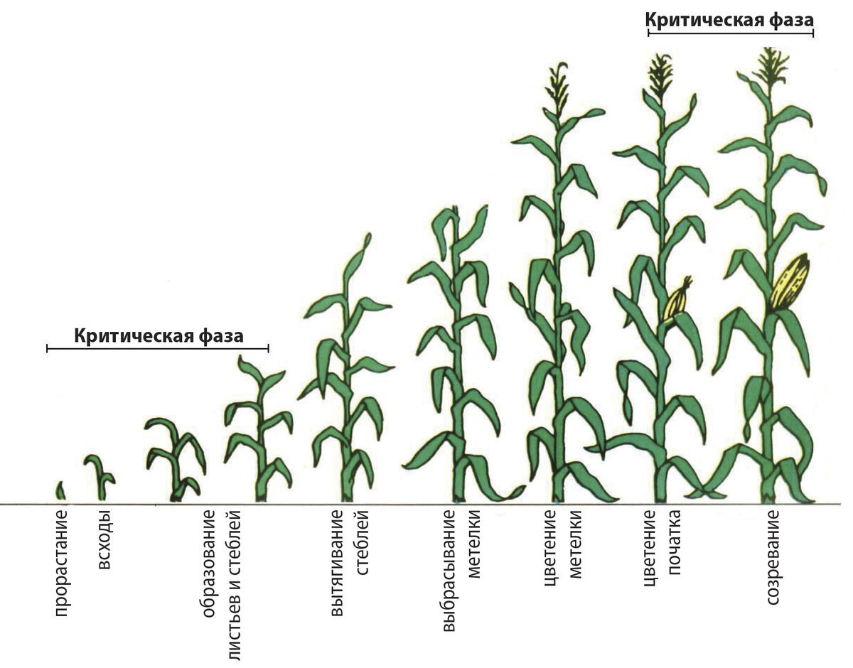 Phase plant. Фазы развития кукурузы схема. Фазы роста кукурузы. Фенологические фазы развития кукурузы. Фазы вегетации кукурузы.