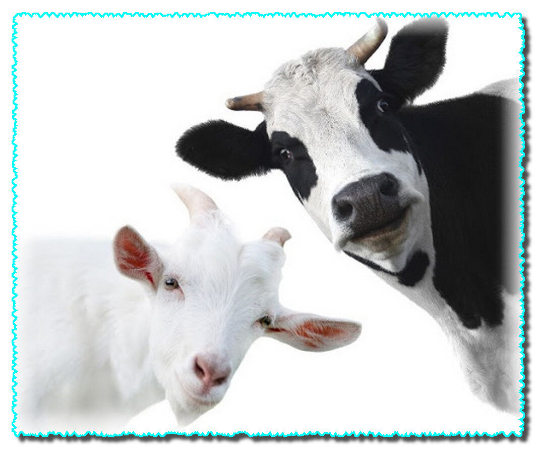 натуральное молоко козье или коровье