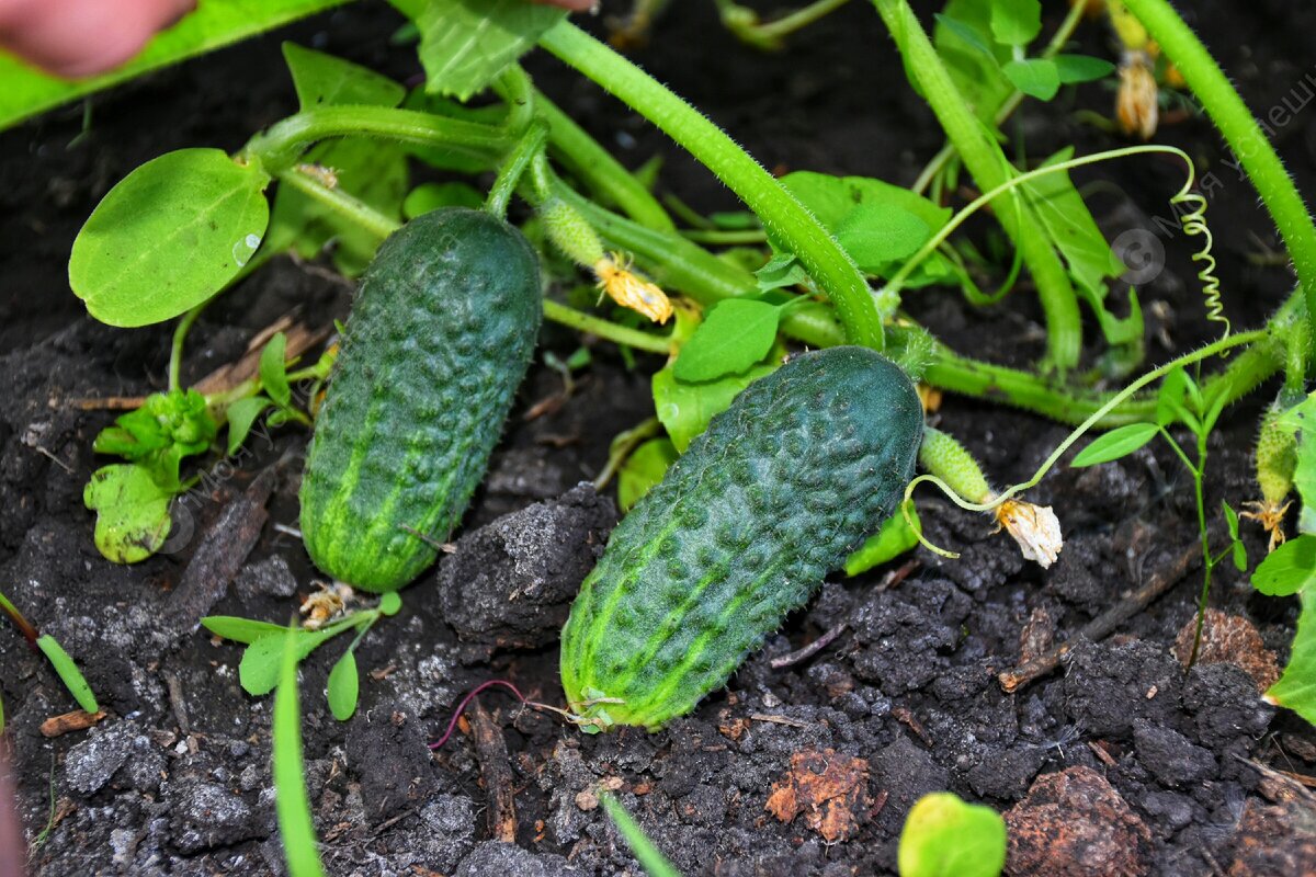 Урожай 2020 г.