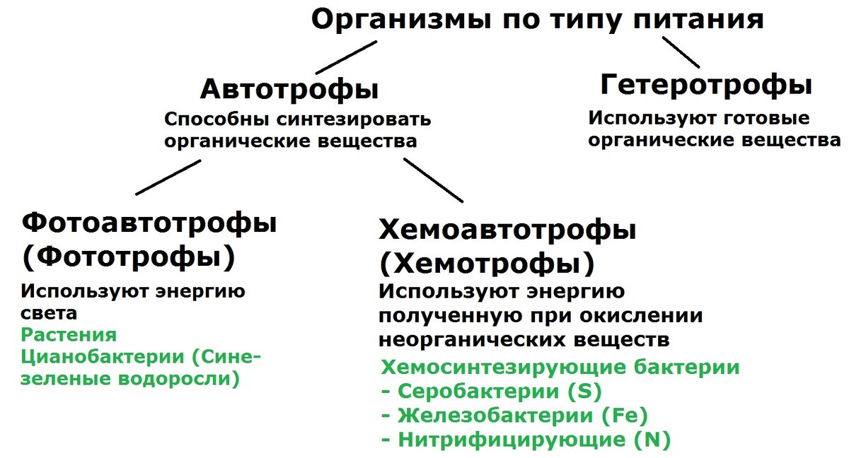 Назовите автотрофный организм