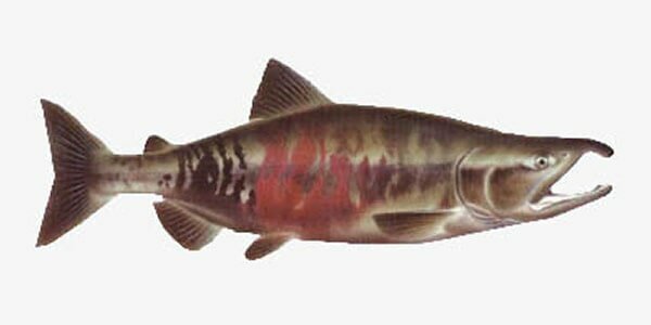 #Кета с нерестовыми изменениями