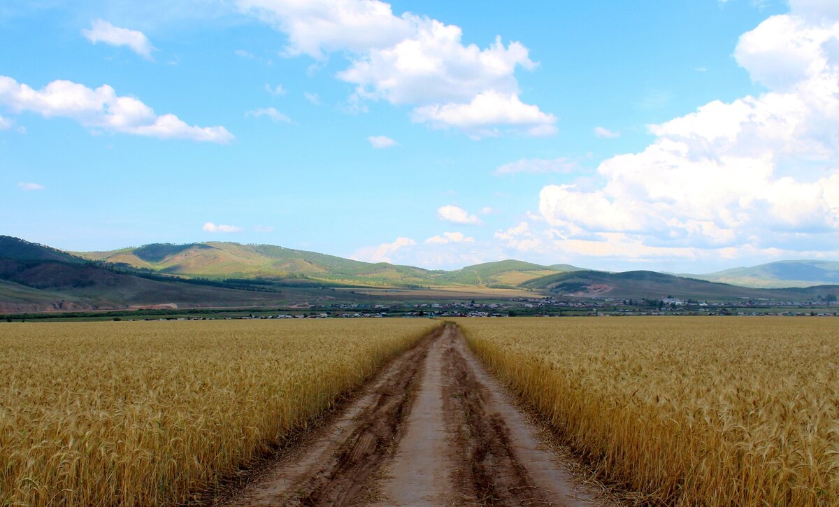 На фото пшеничные поля Тарбагатайского района с. Куйтун - родного села писателя. 2019 г.