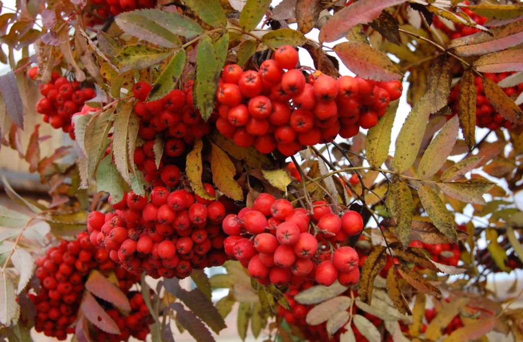 рябина красная / фото из личного архива