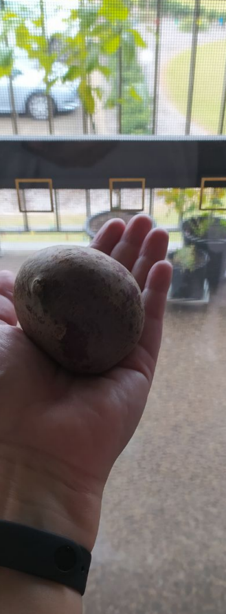 Вот такая свеколка была куплена...И что с ней делать? Микро- борщ варить?